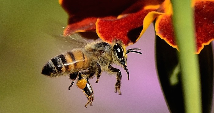 La adaptación de la abeja también afectará los paisajes y cosechas   Foto: Pixabay