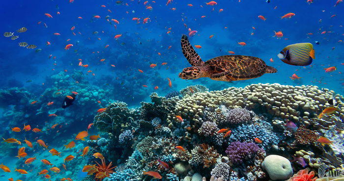 Por La Acidificación Del Mar Los Arrecifes De Coral Podrían Desaparecer Para Foto Shutterstock