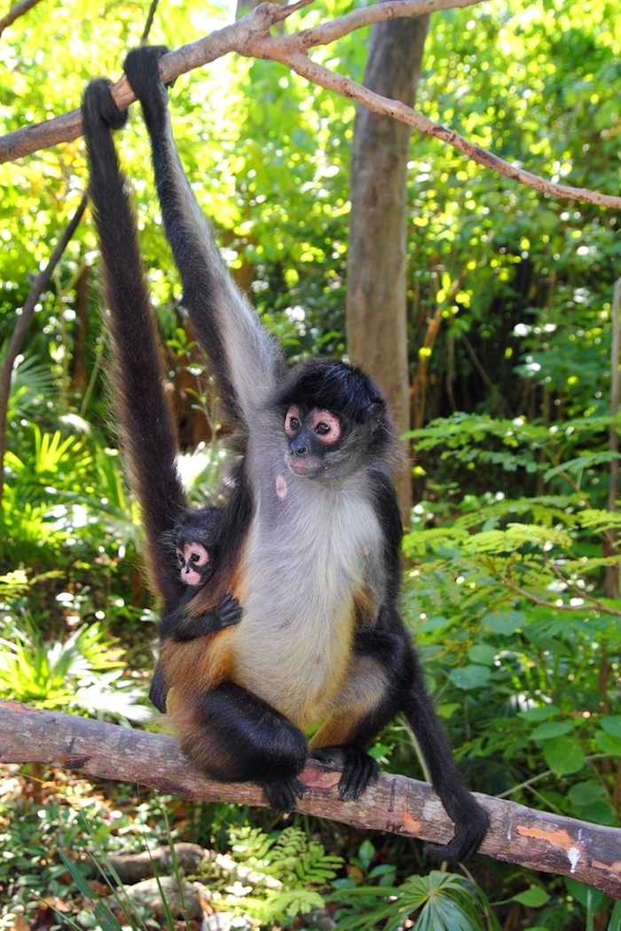 En México existen dos subespecies de mono araña, la Ateles geoffroyi vellerosus y Ateles geoffroyi yucatanensis. Foto: Shutterstock