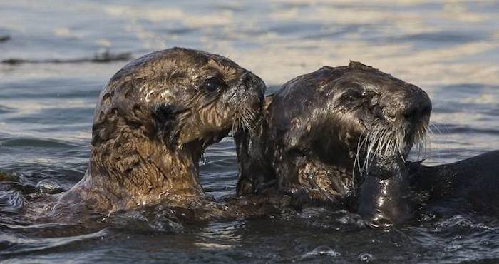 Muchos Animales Muerieron Los Sobrevivientes Lo Hicieron Bañados En El Codiciado Oro Negro Foto Flickr