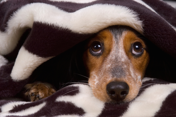 Las asociaciones también recomiendan dejar que el perro se refugie en el lugar elegido (por él) durante las explosiones. Foto: Shutterstock