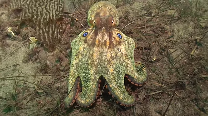 Ejemplar de Octopues Bimaculoides. Foto: Captura de pantalla, YouTube