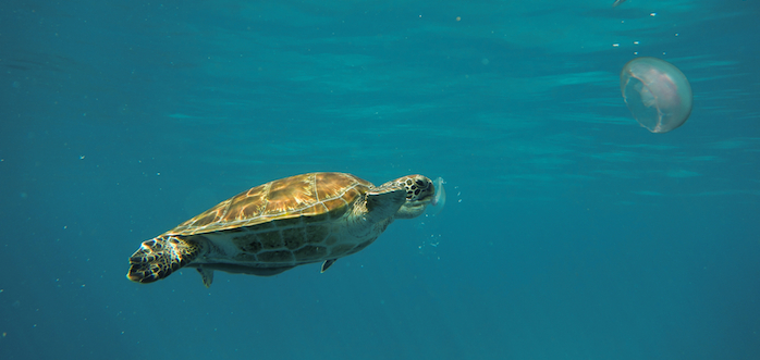 Las Tortugas Confunden El Plástico Con Alimento Y Lo Consumen Tiempo Después Mueren De Hambre Porque Se Sienten llenas Con El Plástico Ingerido Y No Obtienen Nutrientes Foto Shutterstock