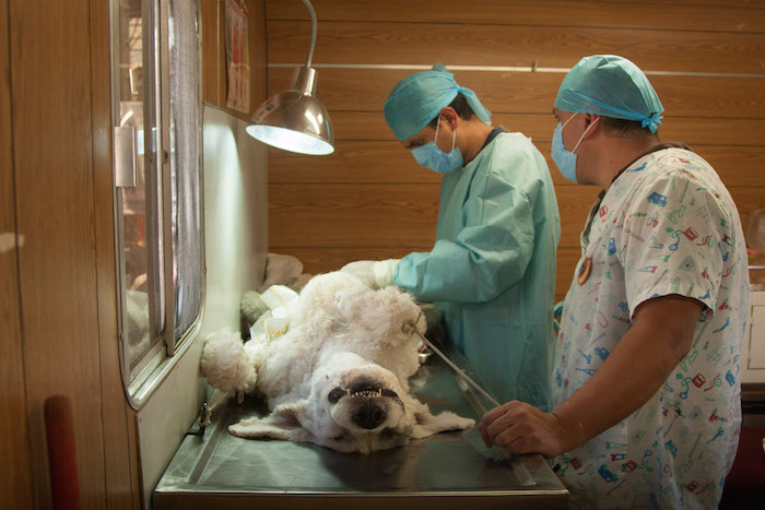 Académico Chileno Inventa Vacuna Anticonceptiva Canina única En El Mundo Foto Cuartoscuro