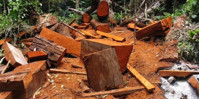 La deforestación está acabando con regiones enteras de la Amazonia, lo que pone en riesgo la vida de sus habitantes. Foto: EFE