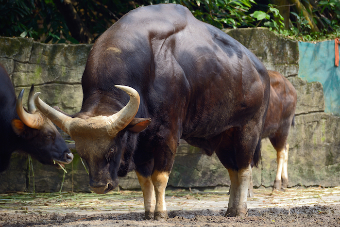 Ejemplar de Gaur. Los científicos que intentaron clonar a la especie argumentaron que la cría murió por falta de nutrientes que debió obtener con leche. Foto: Shutterstock