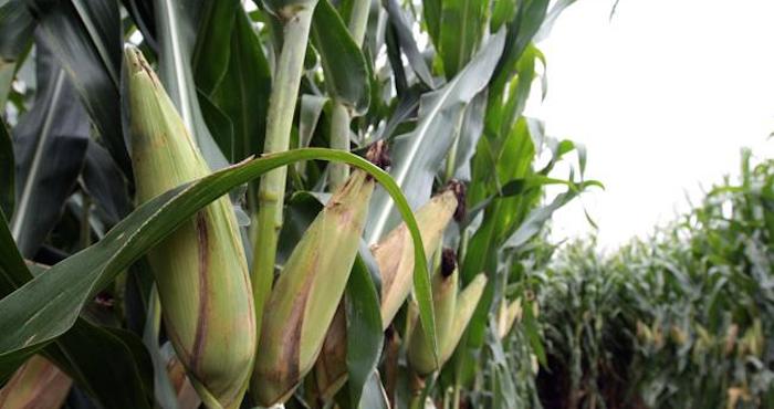 El Tribunal De Francia Confirmó La Condena De Monsanto Por La Intoxicación De Un Agricultor Atribuida a Su Pesticida Lasso Foto Efe