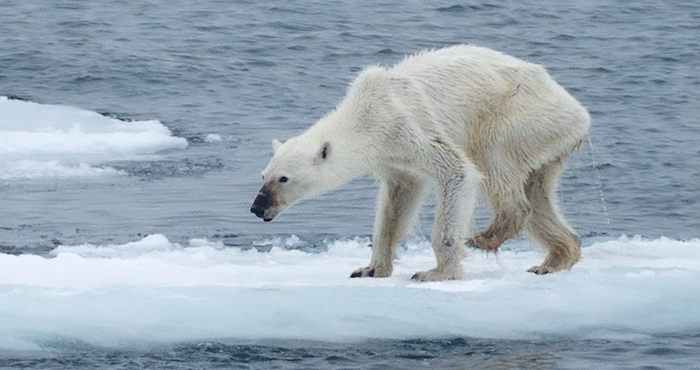 “Está semana salió la foto de un oso polar en los huesos, y eso es algo que nosotros habíamos advertido y la gente trató de ignorar el tema y nunca pensaron que un oso polar jamás iba a llegar a estas condiciones y ahí está la prueba. Nos gustaría que la gente en lugar de alarmarse, previniera”, dijo la vocera de Greenpeace México.