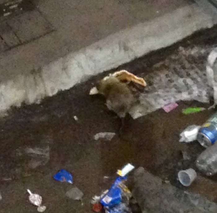 Una rata comiendo un pedazo de pizza en una estación del Metro de Nueva York. Foto: Twitter vía @katlamcglynn