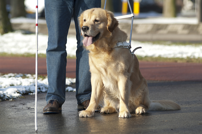 Los perros guía son los perros de asistencia más famosos. Pero hay de diversos tipos. Foto: Shutterstock