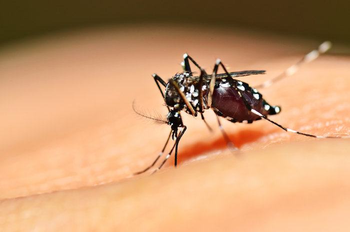 El mosquito Aedes, también culpable de contagiar dengue. Foto: Cuartoscuro