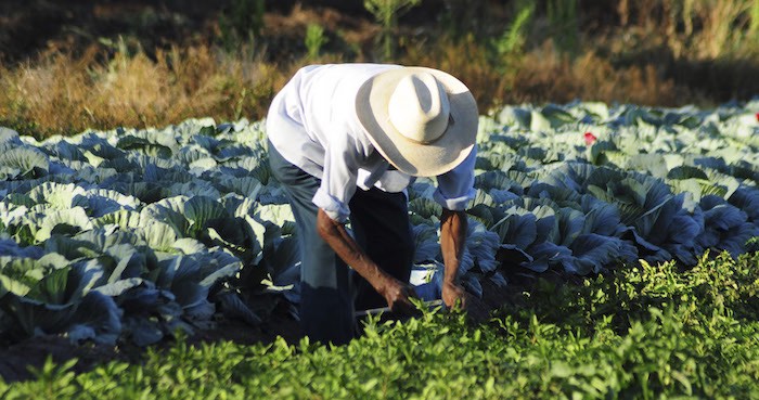 El cilantro es el otro producto  mexicano recientemente señalado por la FDA. Foto: Cuartoscuro