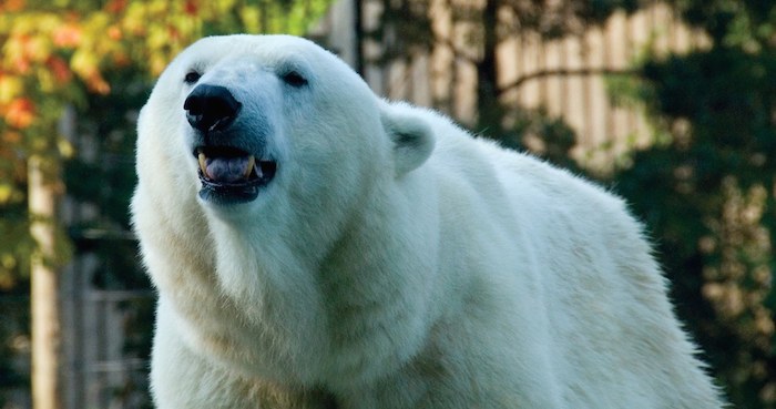 Sacrifican a La Osa Polar Más Vieja De Eu Foto Facebook Philadelphia Zoo