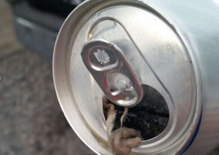 El Abogado Ya Ya Llevaba La Mitad De Su Cerveza Cuando Encontró La Piel Del Animal Foto Vanguardia