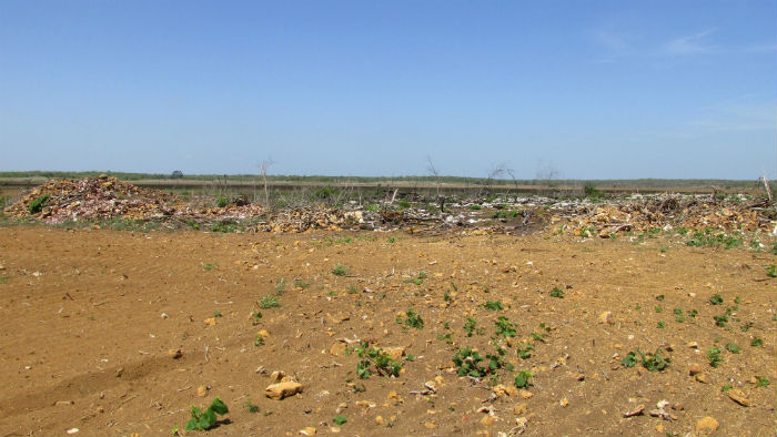 La deforestación es otro de los daños que los productores denuncian en la zona maya. Foto: Especial