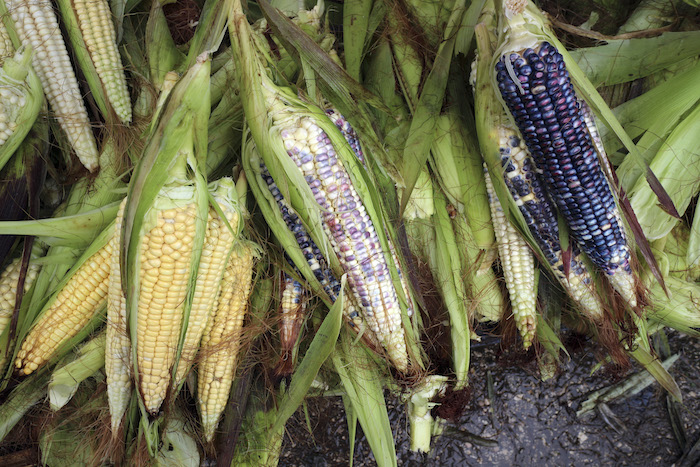 Parte De Sus Conclusiones Están En El Libro utopística Agroecológica Innovaciones Campesinas Y Seguridad Alimentaria En Maíz Foto Cuartoscuro