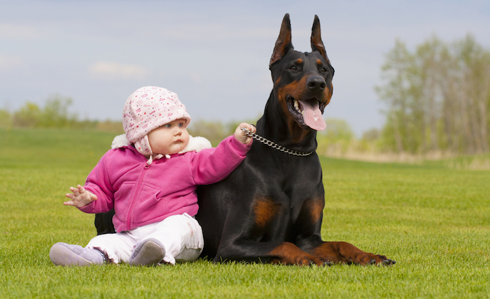 De acuerdo con Huertas, para evitar accidentes, debe enseñársele a los niños cómo tratar con todos los perros, no importa su raza. Foto: Shutterstock