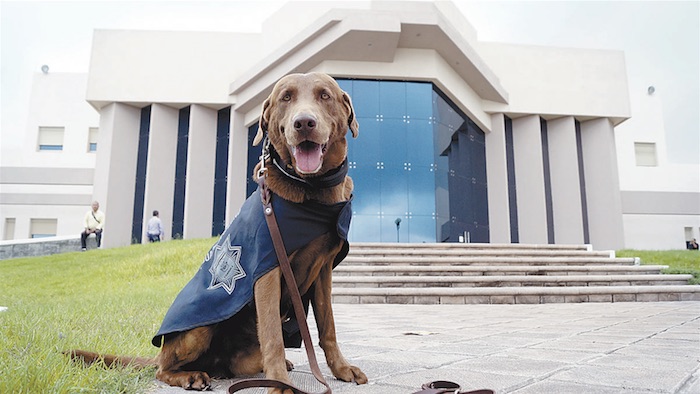 El “El Harrys”, un labrador chocolate, abandonado por sus dueños. Foto: Vanguardia.