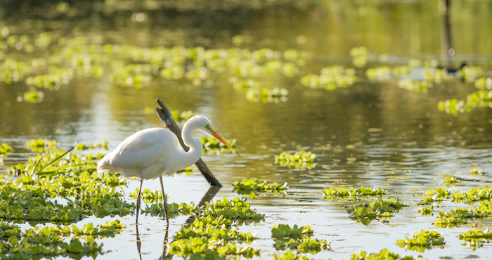 Se calcula que los humedales costeros en los Estados Unidos tienen un valor de 23 mil 200 millones de dólares. Foto: Shutterstock