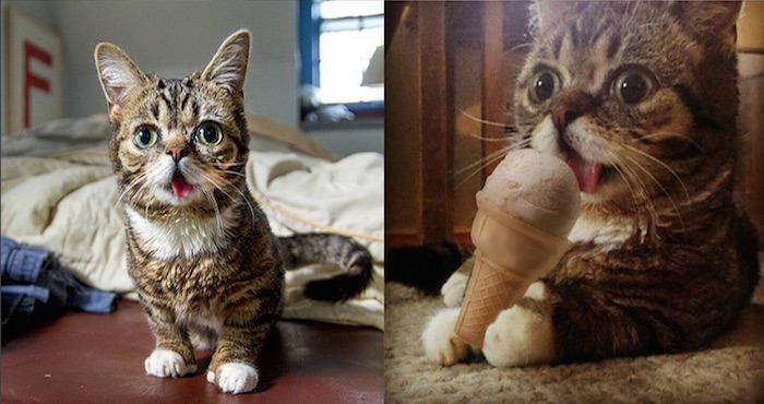 Lil Bub Era El Más Pequeño De Su Camada Su Propietario Mike Bridavsky La Adoptó Cuando Sus Amigos Llamaron Para Pedirle Que Le Diera Un Hogar Foto Instagram Lil Bub