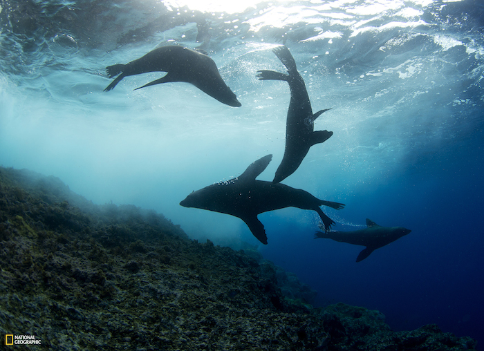 La nueva zona protegida alberga una especie de lobo marino que se creía extinta Foto: National Geographic