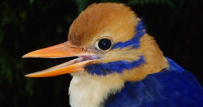 La Foto Del Ave Que Fue Encontrada Por Los Científicos En Las Islas Salomón Foto University of Kansas