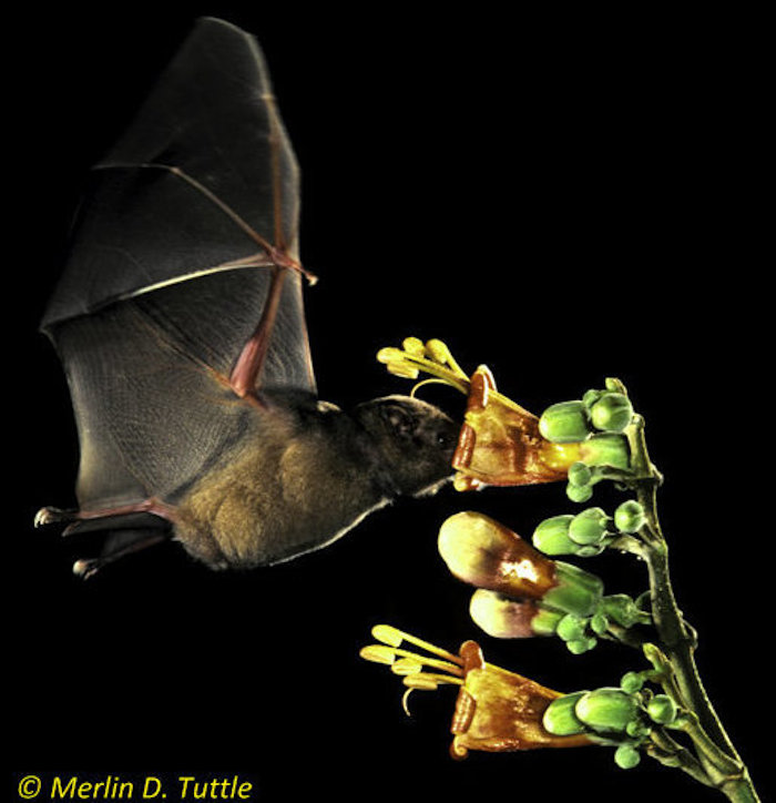 Ejemplar De Glossophaga Commissarisi Tuttles Ha Pasado Años De Su Vida Fotografiando Y Estudiando a Estos Animales Foto Merlin D Tuttle