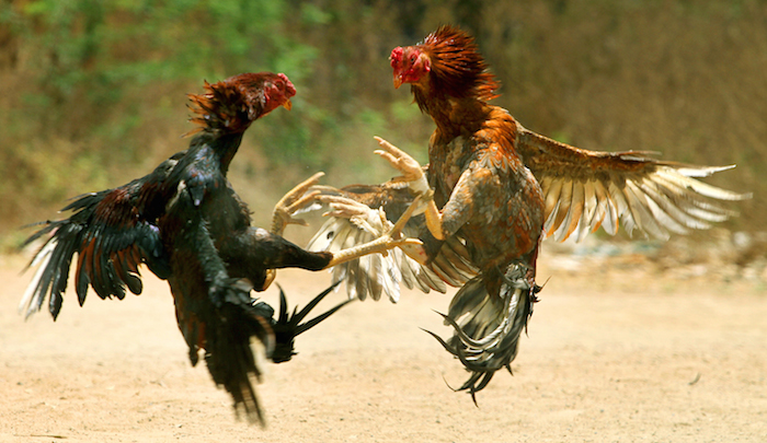 Las Peleas De Gallos Se Realizan En México a Partir De La Conquista Española Foto Wikimedia