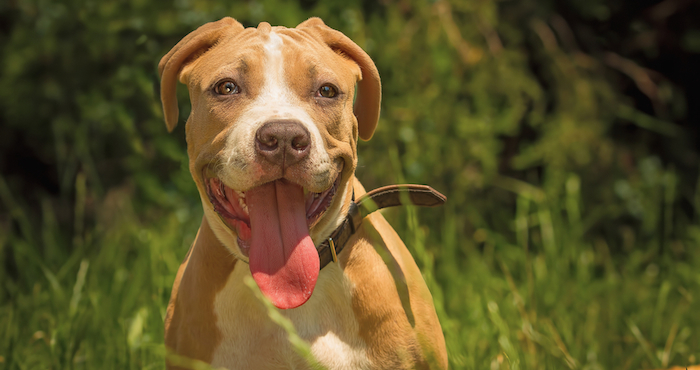 A los perros de raza pittbull comúnmente se les corta las orejas con fines estéticos. Foto: Shutterstock