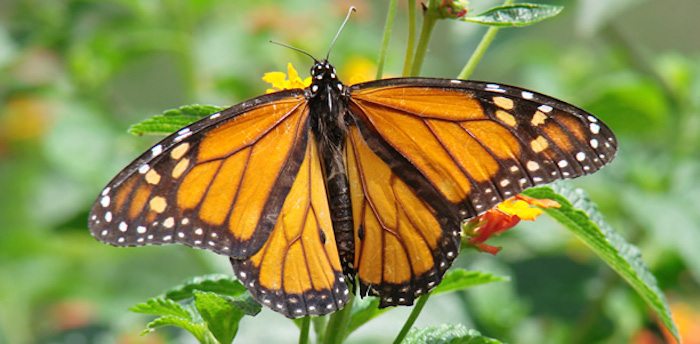 Invitan a compartir fotografías de la mariposa al vuelo o posada. / Foto Naturalista también cuenta con un app para dispositivos móviles que puedes descargar en www. naturalista.mx Foto: Conabio