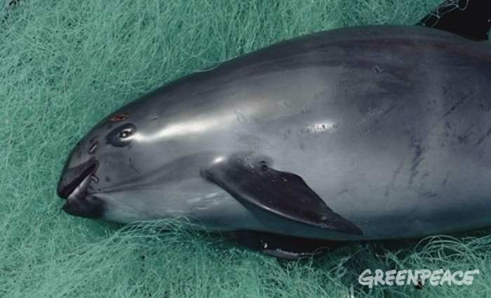 Las Redes Utilizadas Para Pescar La Totoaba Son Causantes De La Muerte De Las Marsopas Estas No Pueden Volver a La Superficie Para Respirar Y Mueren De Asfixia Foto Greenpeace