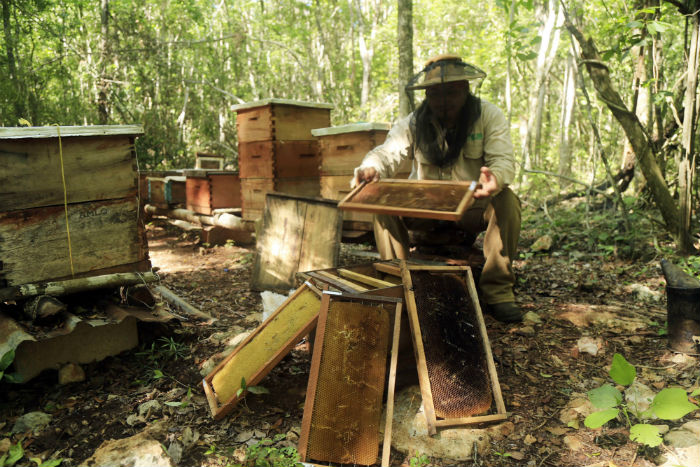 Los aparaios en la zona de Hopelchén están caso vacíos por la falta de llegada de abejas. Foto: Especial