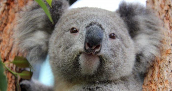 Proponen Asesinato Masivo De Koalas Foto Efe