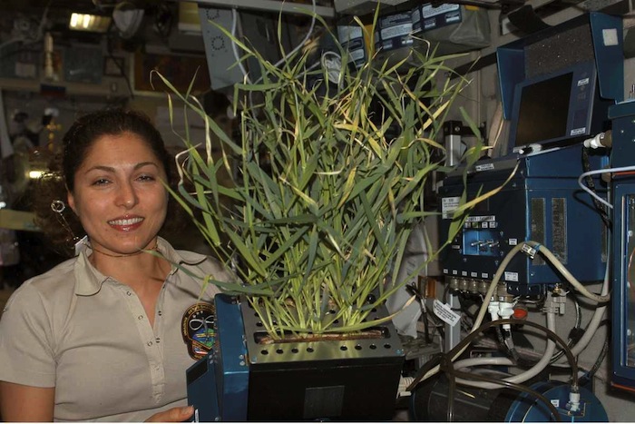 Los vegetales cultivados en órbita pueden resolver la alimentación de los astronautas en misiones largas. Foto: NASA