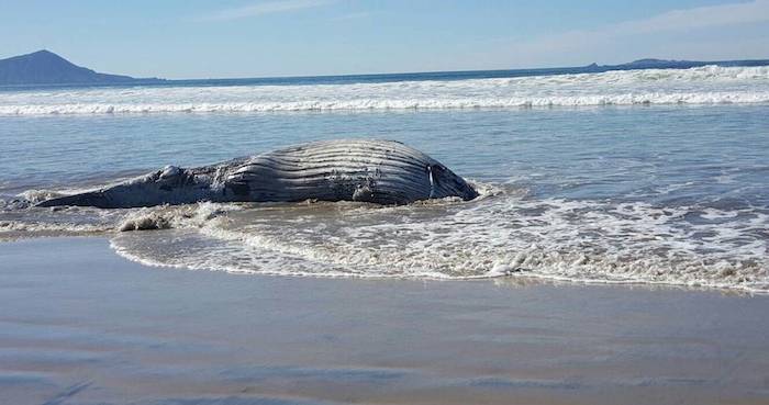 Ballena Azul Es Sepultada En Ensenada Foto Uniradioinforma