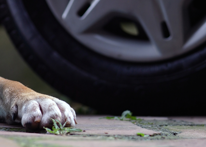 Pasear a tu perro siempre con correa es la mejor forma de evitar los atropellamientos. Foto: Shutterstock