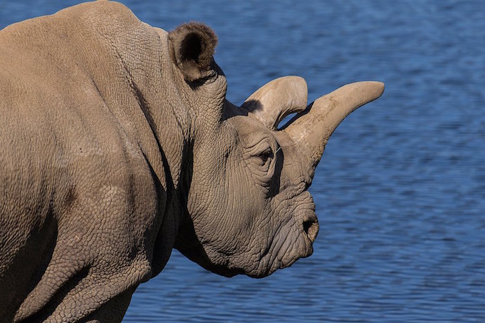 Nola La Rinoceronte Blanca Foto Twitter Vía sandiegozoo