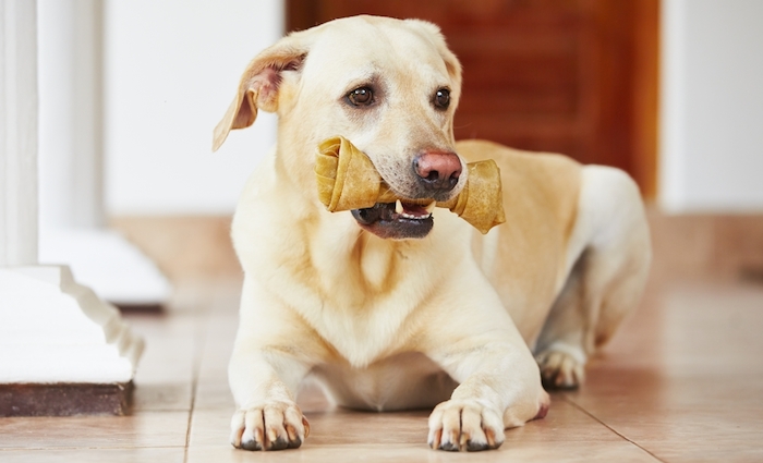 Animal Home recomienda que, si se usa carnaza natural, esta debe retirarse en el momento en que se reblandece o pone pegajosa. Foto: Shutterstock