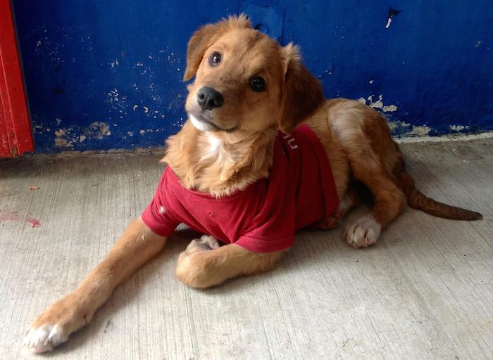 Chuby, uno de los perros que ahora está en adopción en el centro. Foto: Facebook / Centro de Control Canino y Felino Chilpancingo