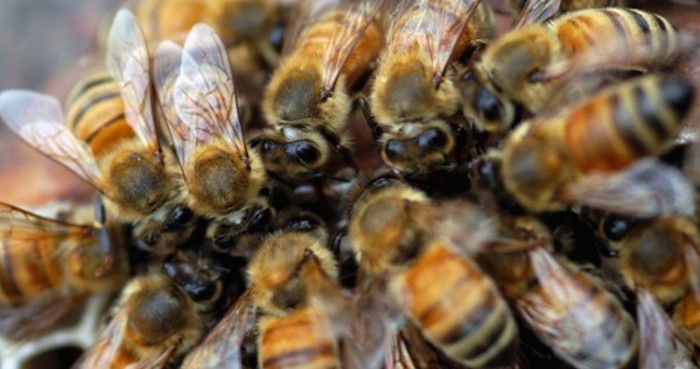 Más De Mil Abejas Fueron Encontradas En El Techo De El Hospital Foto Efe