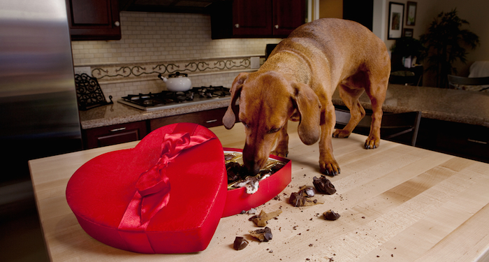 Es importante informarse a cerca de los alimentos tóxicos para los perros. El chocolate es uno de ellos Foto: Shutterstock