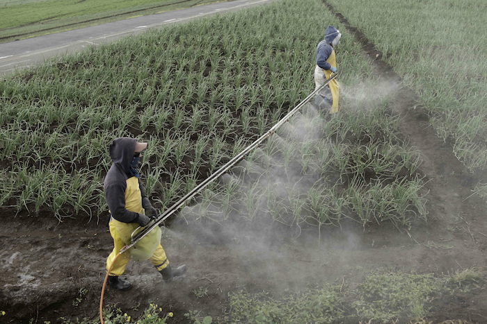 Unos Agricultores Fumigan Unos Cultivos Foto Efearchivo