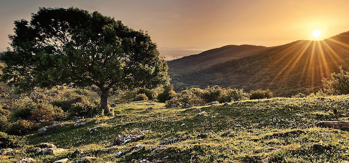 En el santuario, animales tendrían espacios adaptados de la forma más cercana posible a sus ambientes naturales. Foto: Libero, santuario silvestre