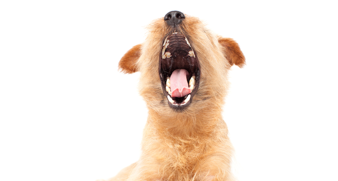 Una adecuada limpieza de los dientes evita diversas enfermedades en nuestras mascotas. Foto: Shutterstock