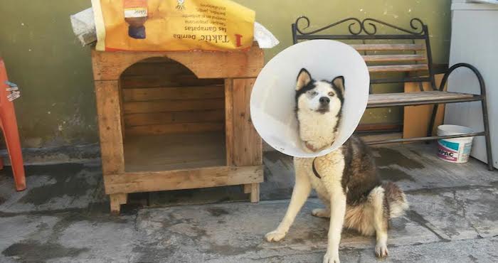 La perra, de raza Husky, a la que intentaron extirpar los ojos ya ha sido rehabilitada por la asociación. Foto: Wendoline Pérez