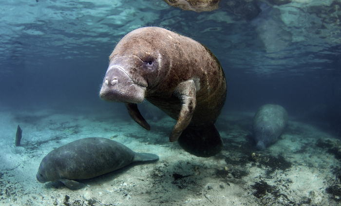 De acuerdo con la bióloga, hay especies que necesitan protección a las que no se presta atención. / Ejemplar de manatí Foto: Shutterstock