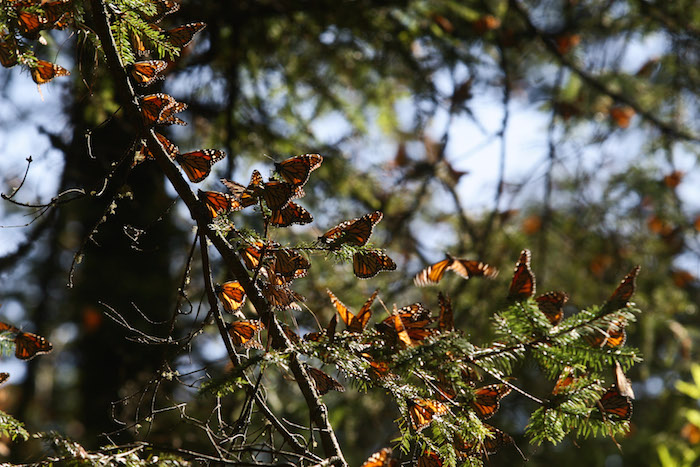 Miles De Mariposas Comienzan a Abandonar El Santuario De La Mariposa Monarca Foto Cuartoscuro