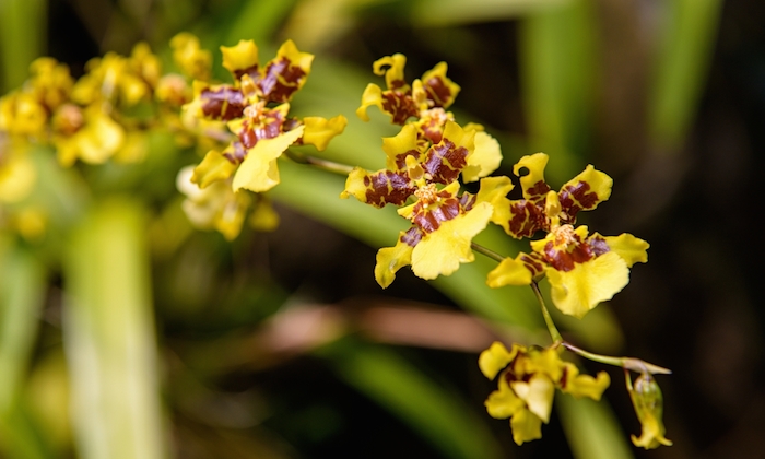 Los animales no son los únicos afectados. Existen ejemplares de flora que están en grave riesgo de desaparecer. Foto: Shutterstock