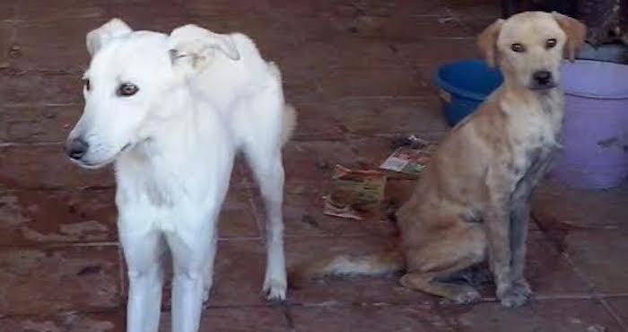 Perros que fallecieron tras ser dejados sin alimento y comida en una casa en Saltillo, Coahuila. Foto: Wendoline Pérez