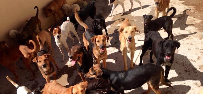 Foto: Facebook / Centro de Control Canino y Felino Chilpancingo